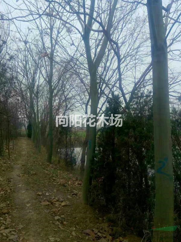 青桐