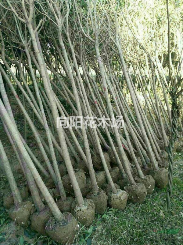 大葉女貞