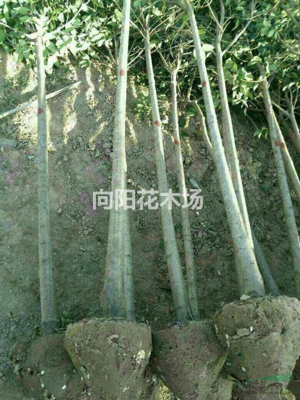 大葉女貞