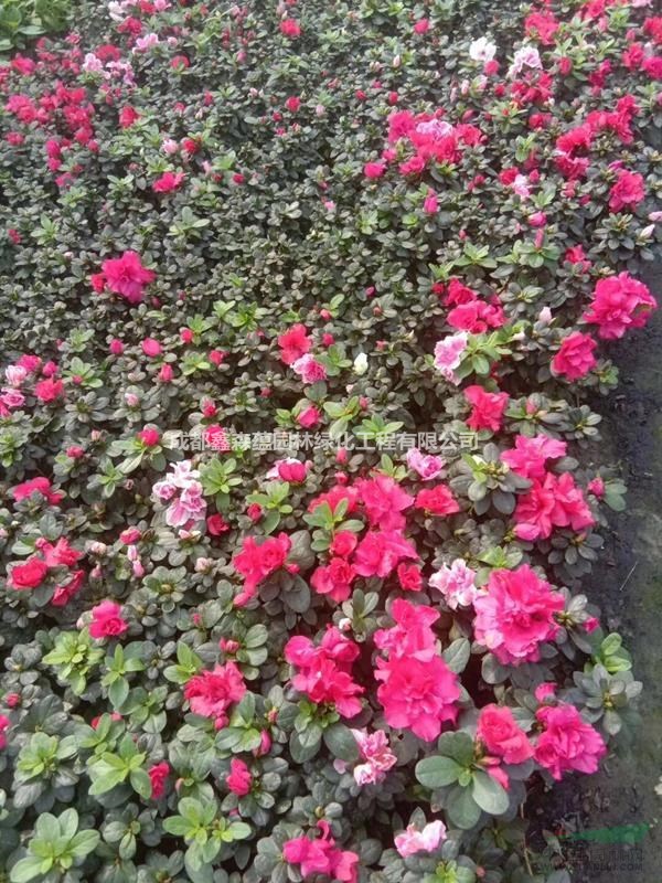 出售西洋鵑杯苗 可供黔西南西洋鵑基地 西洋鵑批發(fā)價格