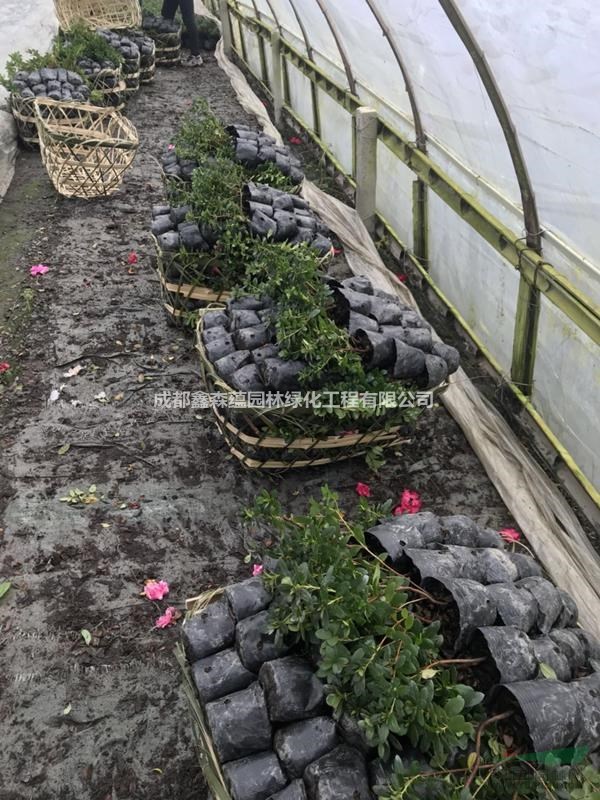 出售西洋鵑杯苗 可供黔西南西洋鵑基地 西洋鵑批發(fā)價格