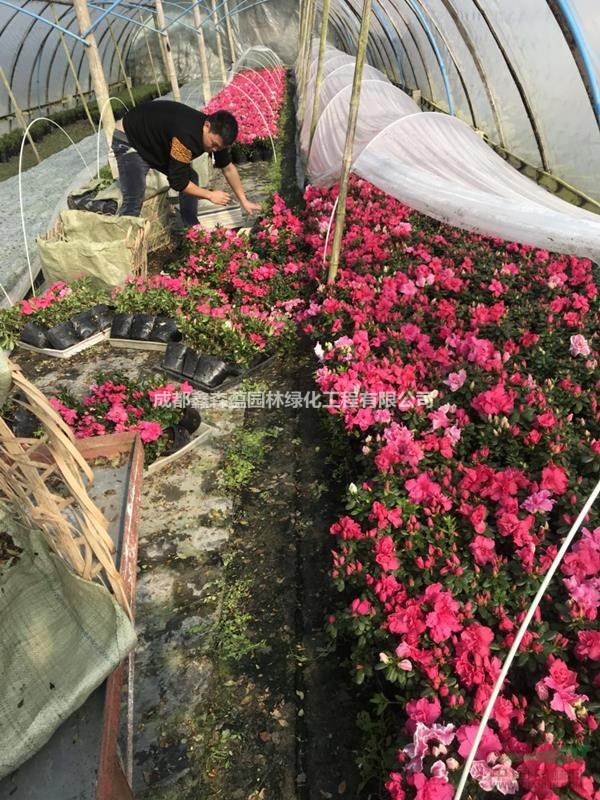 四川西洋鵑價(jià)格 可供貴陽(yáng)西洋鵑基地 西洋鵑出售