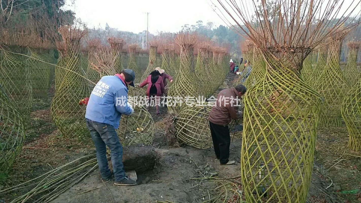 紫薇花瓶造型造型價(jià)格3200 手工編織花瓶 花瓶造型基地