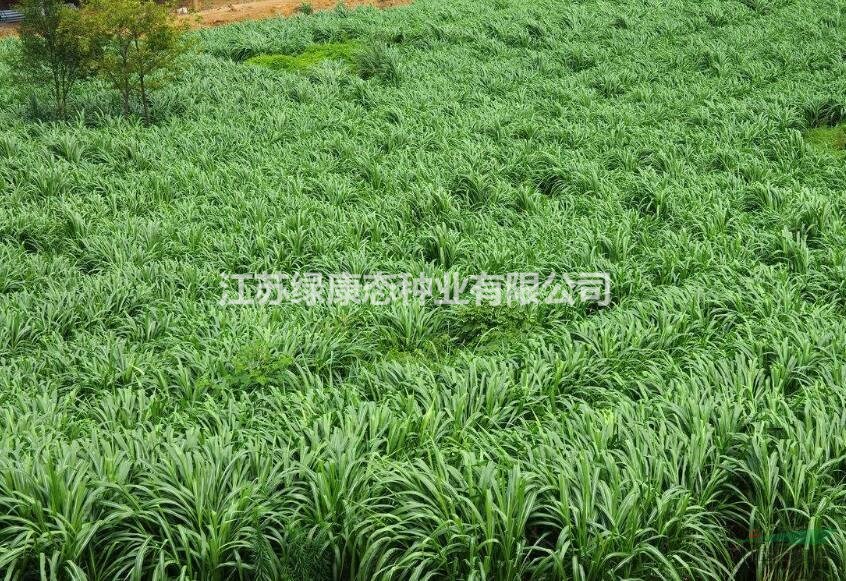 紫花苜蓿草籽出售