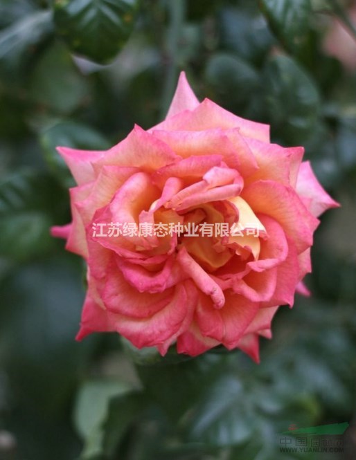 江蘇【綠康態(tài)苗木供應(yīng)】供應(yīng)曼海姆、微型月季、地被月季、