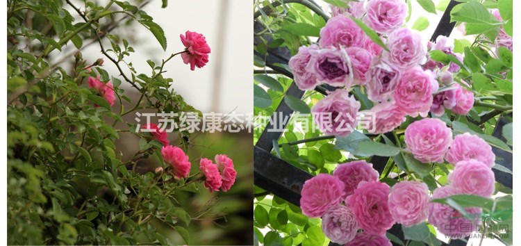 品種月季苗 薔薇 紅帽 黃帽 馬海木 薩木莎等各種苗木