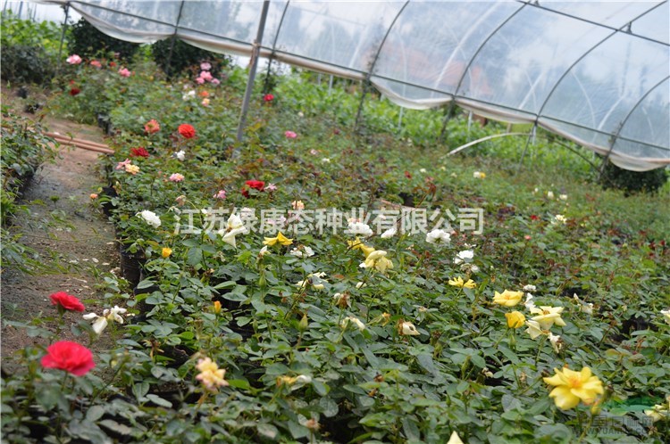 江蘇【綠康態(tài)苗木供應(yīng)】地被月季沭陽(yáng)月季基地供應(yīng)