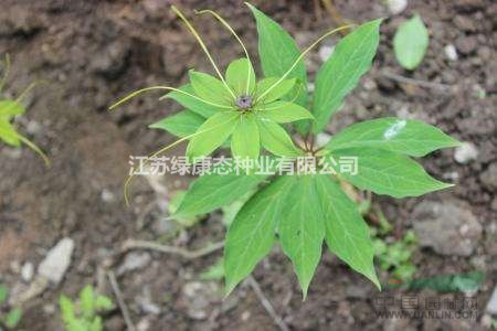 重樓種植方法  注意事項(xiàng)