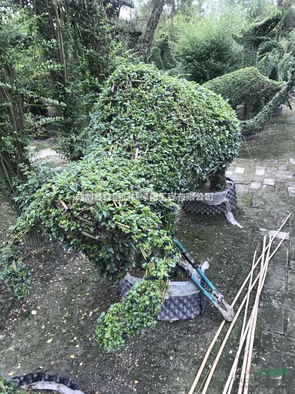 可供貴州小葉女貞造型 小葉女貞批發(fā)基地 小葉女貞運(yùn)動(dòng)造型出售