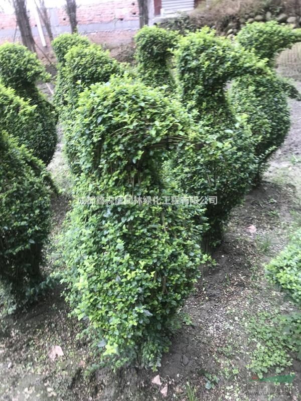 可供貴州小葉女貞造型 小葉女貞批發(fā)基地 小葉女貞運(yùn)動(dòng)造型出售