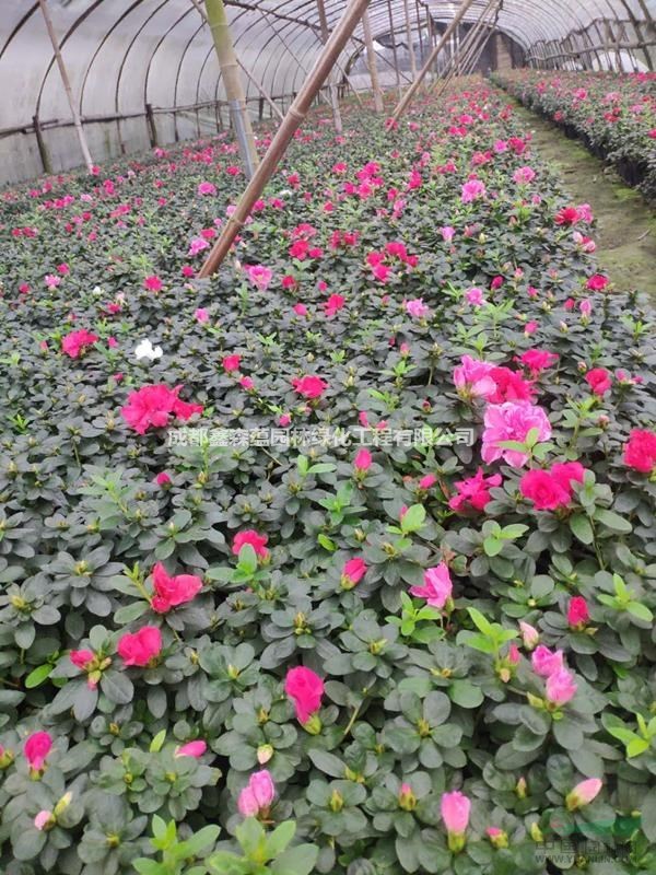 西洋鵑種植基地 哪里的西洋鵑好 可供銅仁西洋鵑13杯工程苗