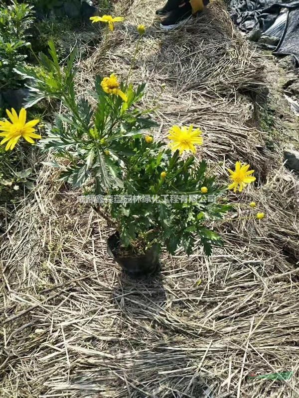 木春菊批發(fā)基地 可供重慶木春菊價格 可供銅仁木春菊出售