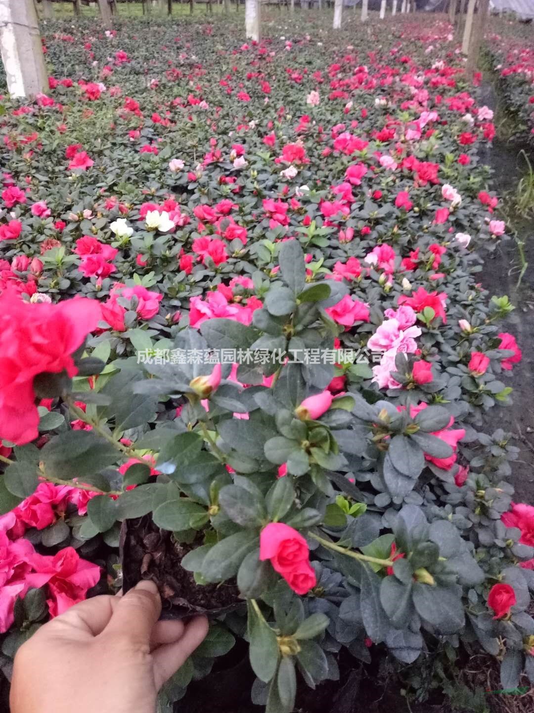 西洋鵑種植基地 西洋鵑大量出售 成都西洋鵑銷往湖南