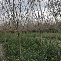 櫻花工程苗 成都基地直銷 櫻花10公分價(jià)格 櫻花批發(fā)基地