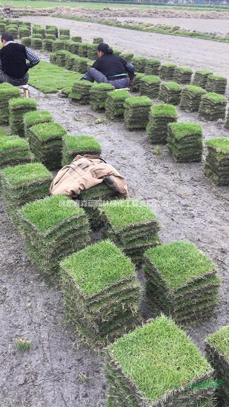 成都草坪基地 混播批發(fā)基地 新都草坪出售