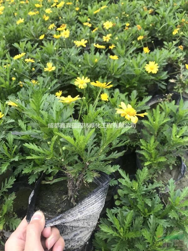 木春菊圖片 木春菊新價格 木春菊基地