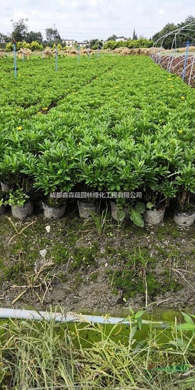 木春菊圖片 木春菊新價格 木春菊基地