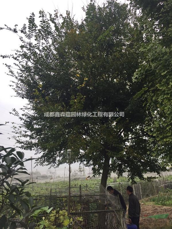 樸樹批發(fā)基地 大規(guī)格的樸樹價(jià)格 奇形怪狀樸樹