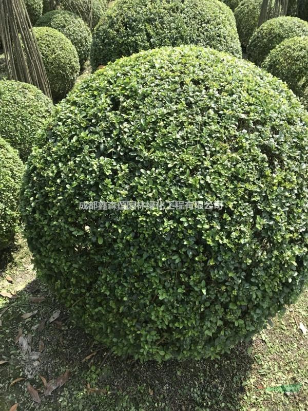 小葉女貞動物造型價格 小葉女貞花瓶造型 小葉女貞龍造型