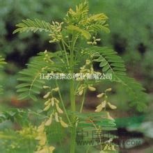 黃芪入藥部位，綠康態(tài)歡迎您來電咨詢