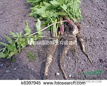 防風(fēng)詳細(xì)資料，詳情請(qǐng)聯(lián)系綠康態(tài)