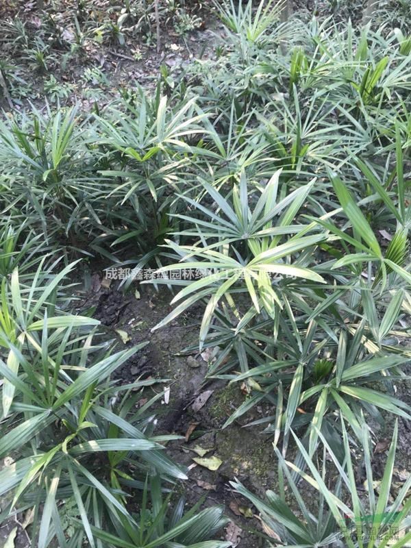 棕竹批發(fā)基地 大量出售棕竹 棕竹工程苗