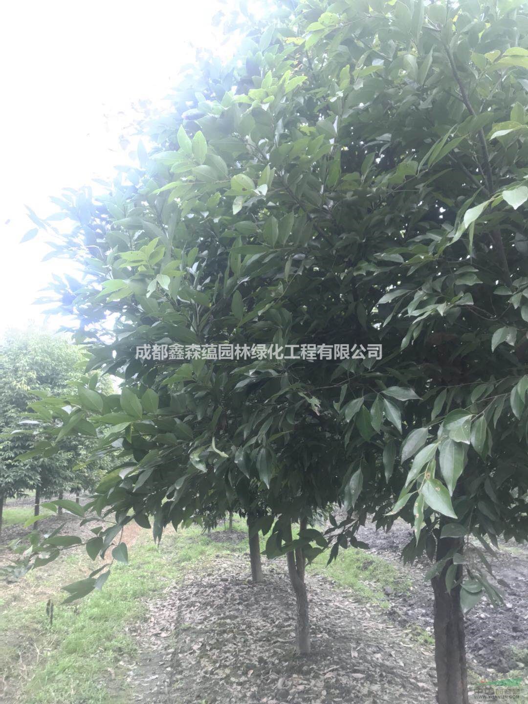可供重慶天竺桂批發(fā) 天竺桂種植基地 大量出售天竺桂