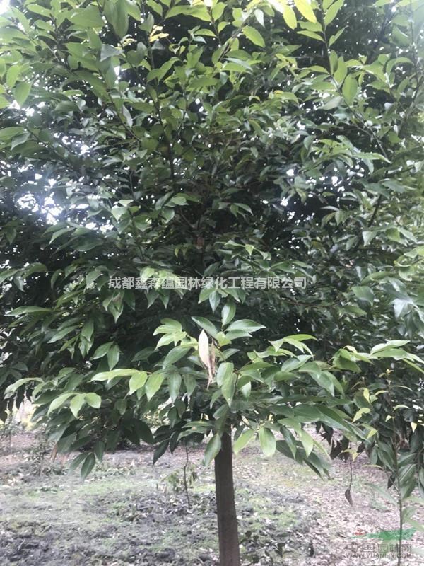 可供重慶天竺桂批發(fā) 天竺桂種植基地 大量出售天竺桂