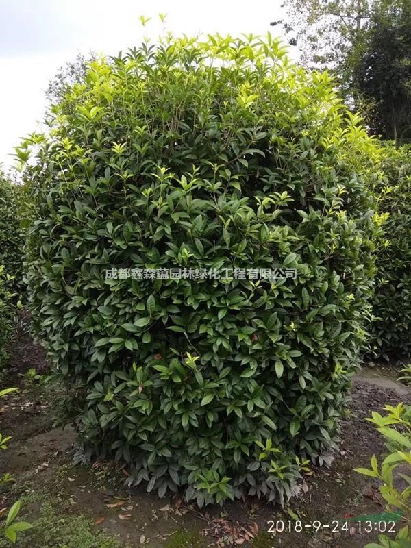 桂花籠子批發(fā) 可供貴陽桂花籠子出售 桂花基地直銷