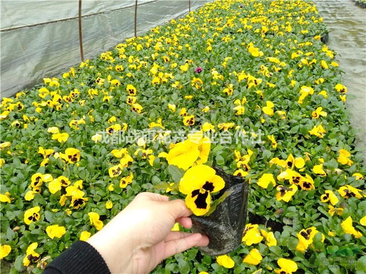 三色堇苗圃基地 13杯三色堇苗圃基地 批量出售 苗圃起苗