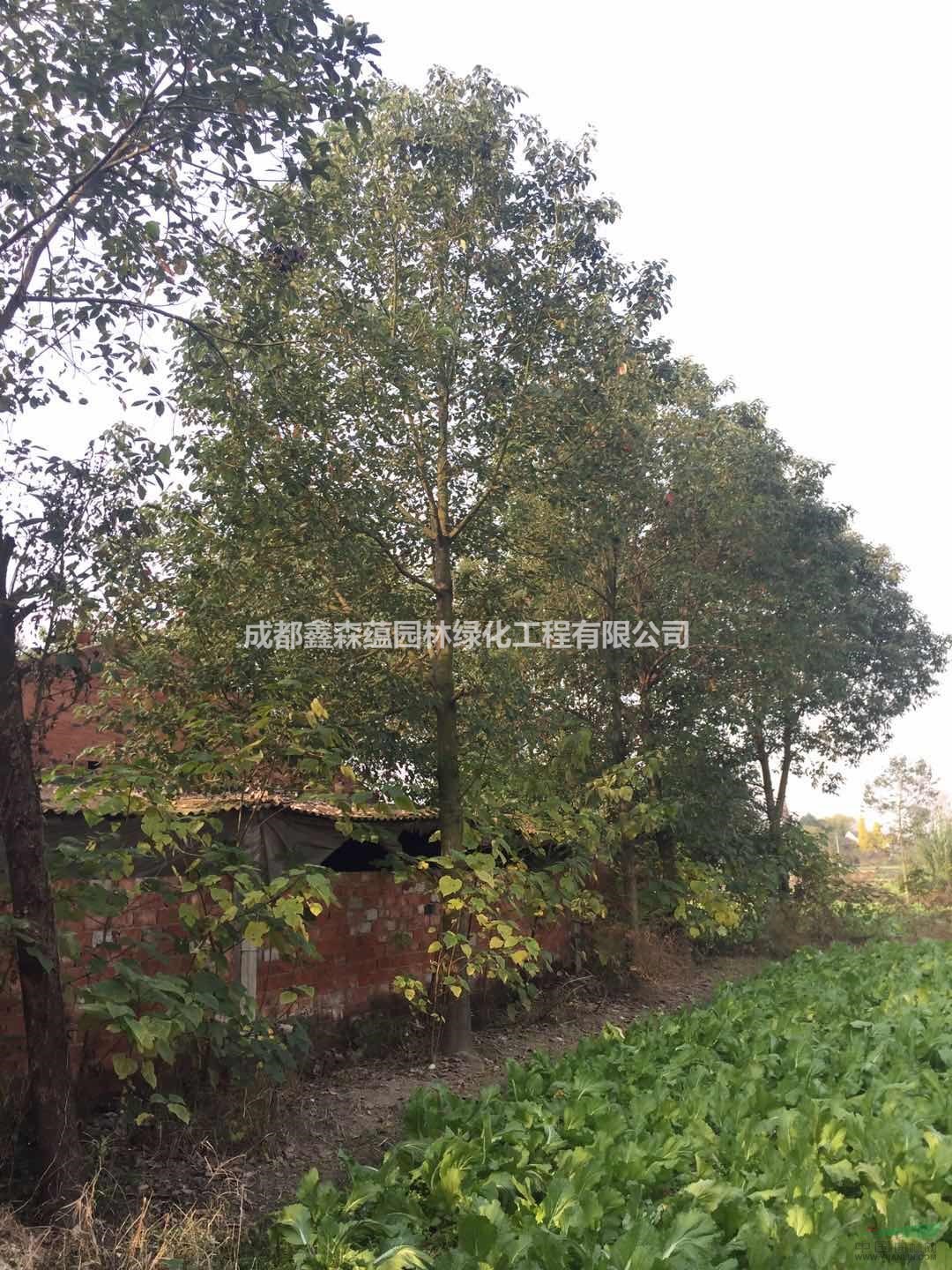 香樟批發(fā)基地 香樟出售 可供重慶香樟價(jià)格