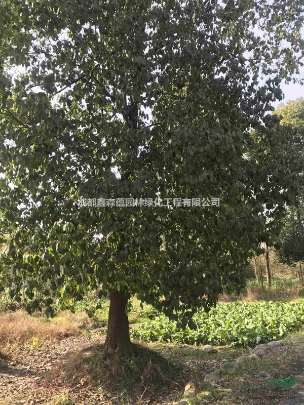 香樟批發(fā)基地 香樟出售 可供重慶香樟價(jià)格