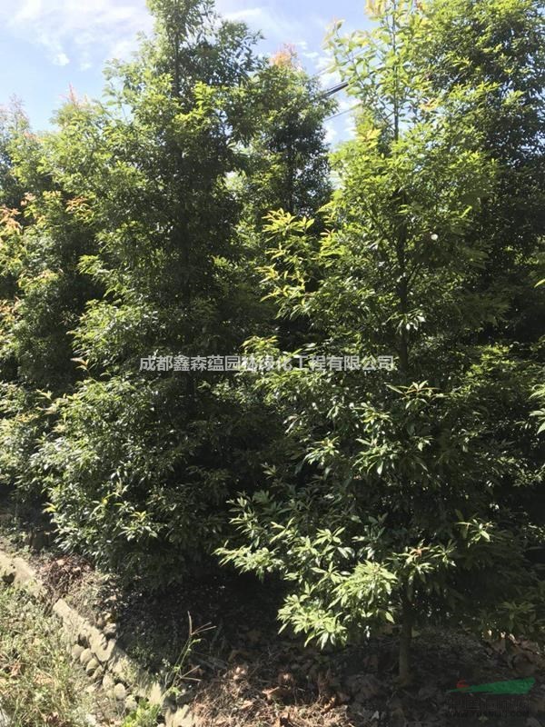 小葉楨楠批發(fā)基地 叢生小葉楨楠出售 可供重慶小葉楨楠小苗