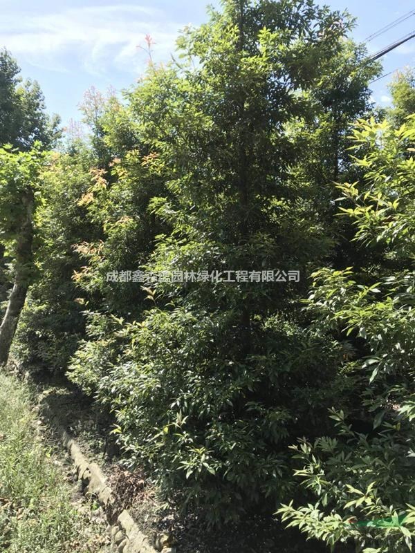 小葉楨楠批發(fā)基地 叢生小葉楨楠出售 可供重慶小葉楨楠小苗