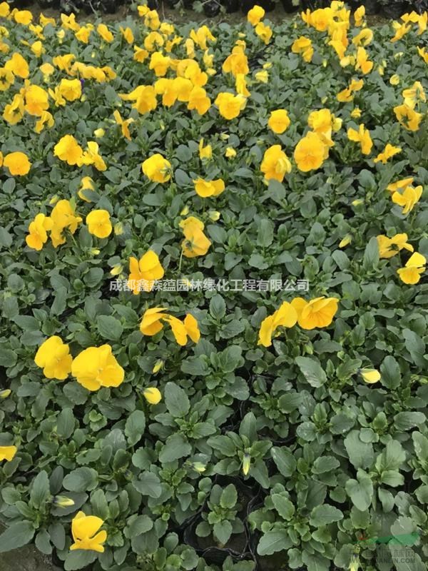 三色堇批發(fā)基地 冬季花卉三色堇價(jià)格 三色堇草花出售