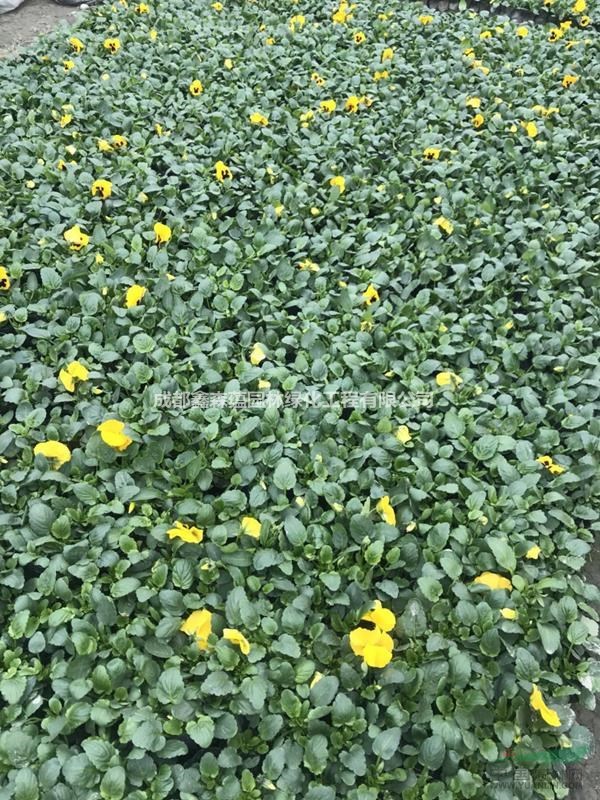 三色堇批發(fā)基地 冬季花卉三色堇價(jià)格 三色堇草花出售