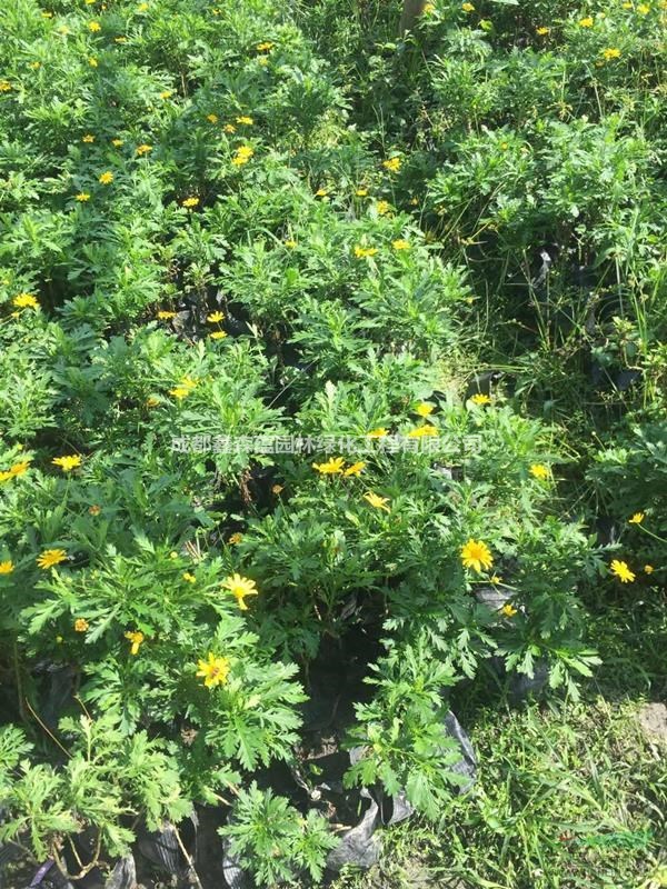 可供重慶木春菊工程苗 木春菊批發(fā)基地 木春菊13杯價格