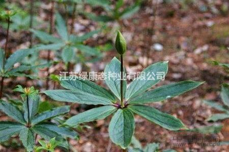 重樓種植技術(shù)  種球供應(yīng)  