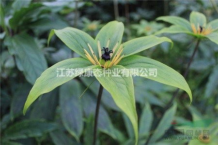 重樓種子浸泡催芽方法 重樓種植技巧