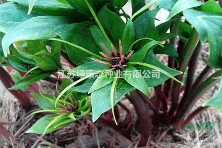 重樓種子浸泡催芽方法 重樓種植技巧
