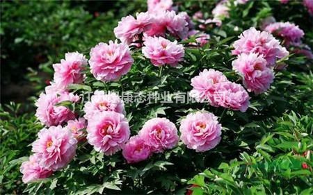 牡丹花種球供應  牡丹花種植技術