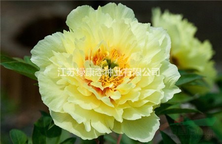 牡丹花種球供應  牡丹花種植技術