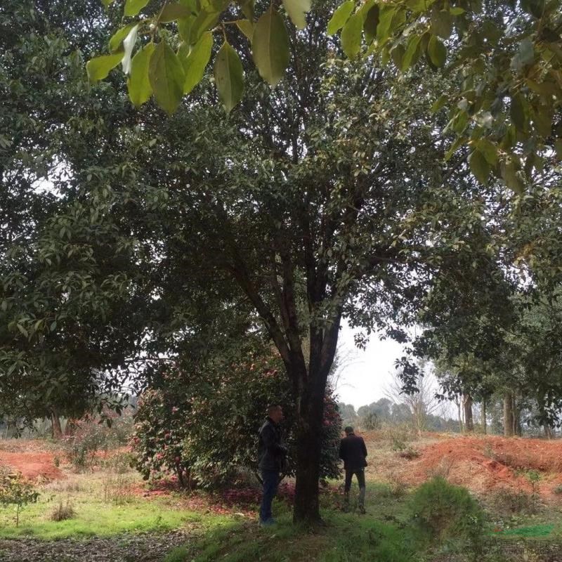 低價叢生桂花樹，叢生大桂花樹價格，桂花樹批發(fā)