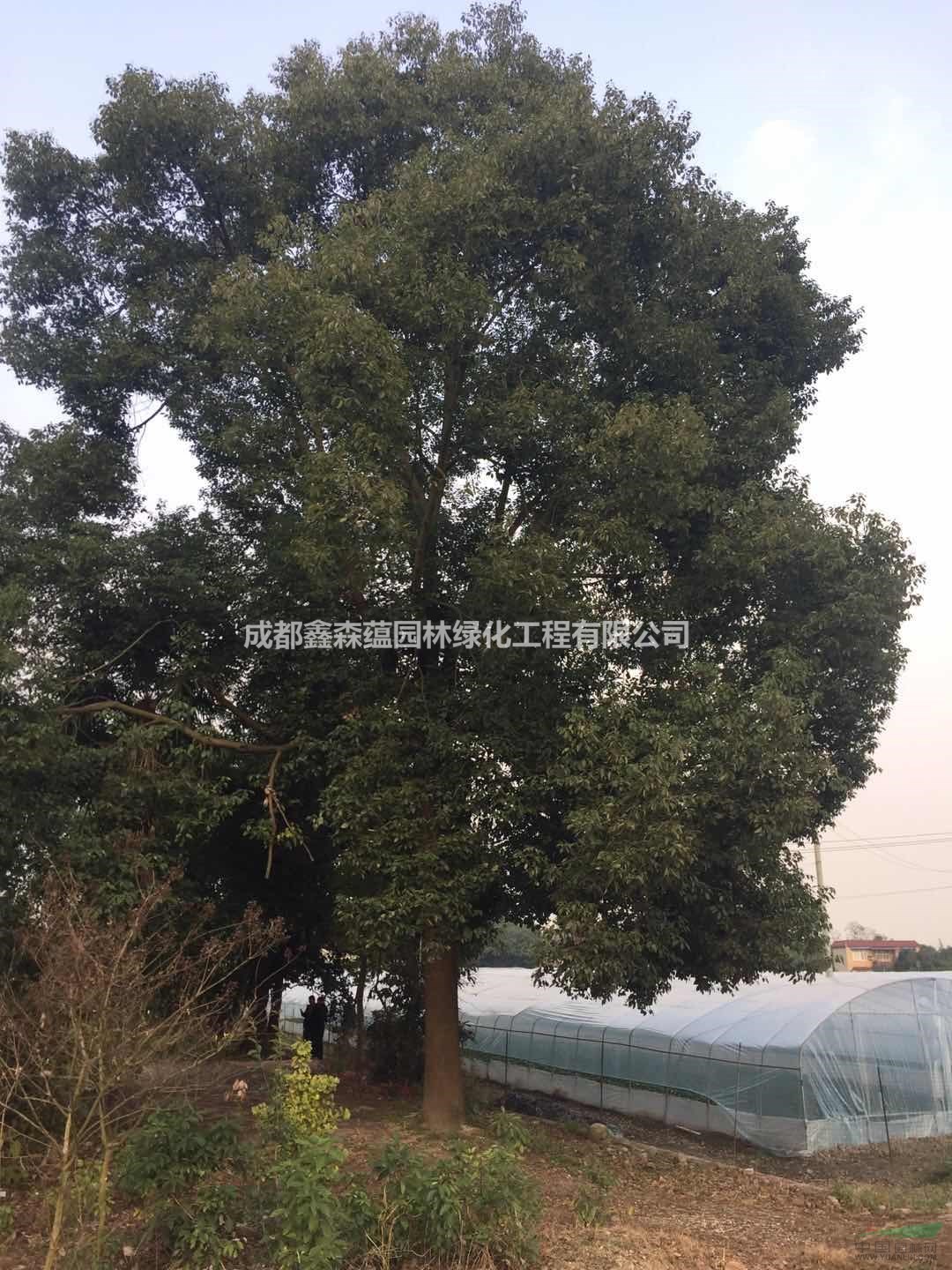 香樟基地 成都棒子香樟出售 香樟種植農(nóng)戶直接銷售哦