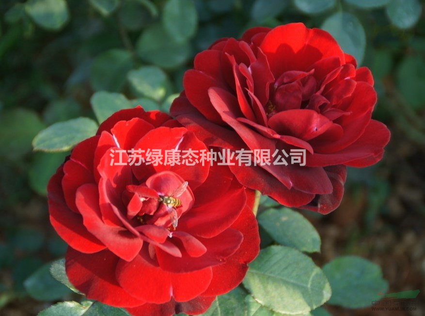 各品種月季批發(fā) 紅黃帽月季 豐花月季 玫瑰