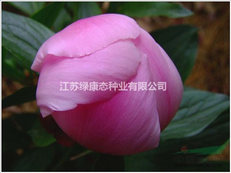 牡丹花開花后注意事項和養(yǎng)護