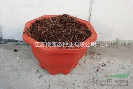 花牡丹的養(yǎng)殖方法及注意事項