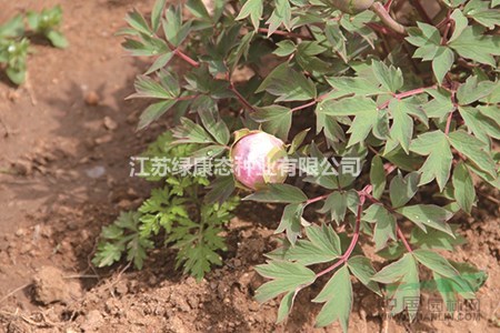 花牡丹的養(yǎng)殖方法及注意事項
