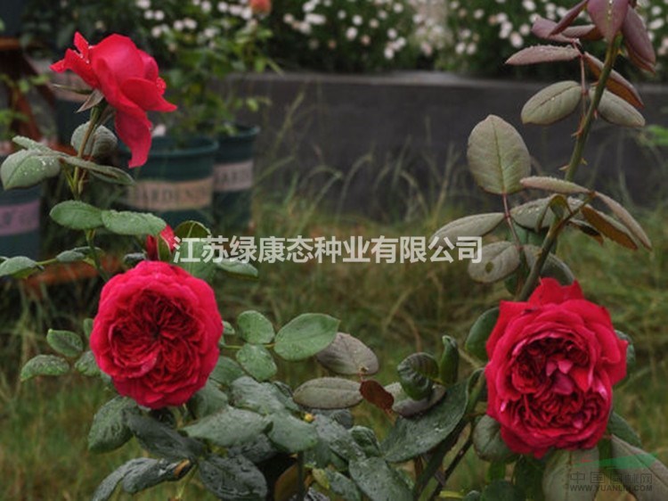 藤本月季批發(fā)價格，大花月季豐花月季基地發(fā)貨