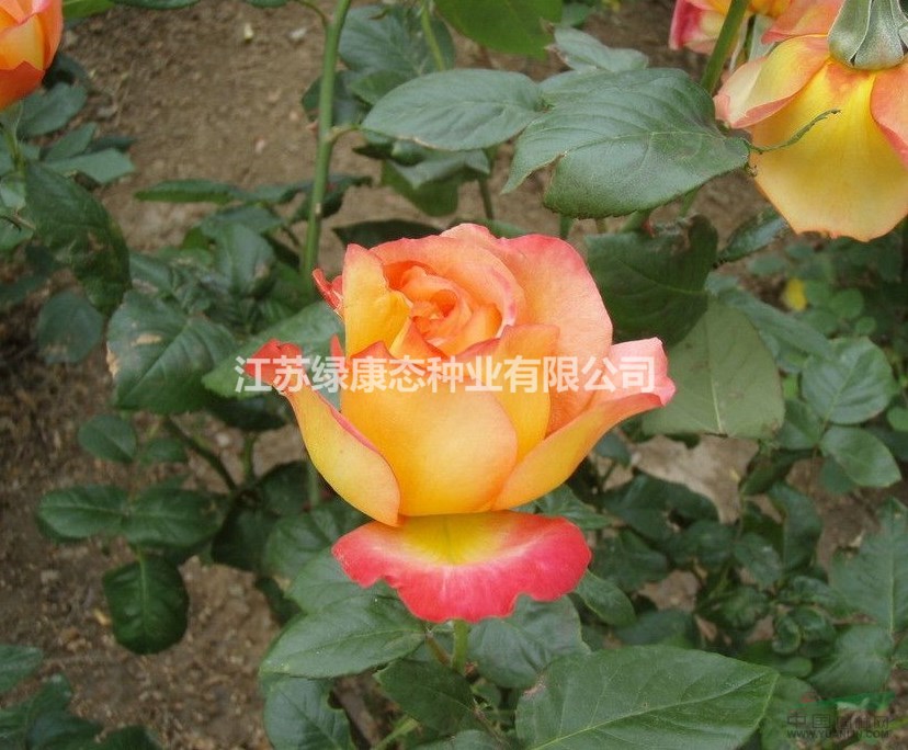 藤本月季批發(fā)價格，大花月季豐花月季基地發(fā)貨